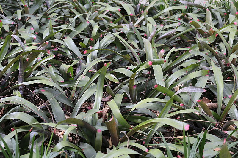 South China Botanical Garden